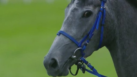 Jezdectví - České derby