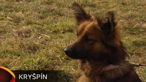 Chcete mě? - Chcete je?