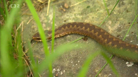 Nedej se! - Zmije není nepřítel