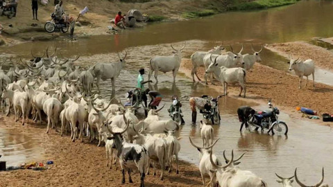 Po jedné stopě - 3/18 Samopal za krávu?