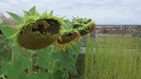 České Expo v Dubaji - Botanika a energetika