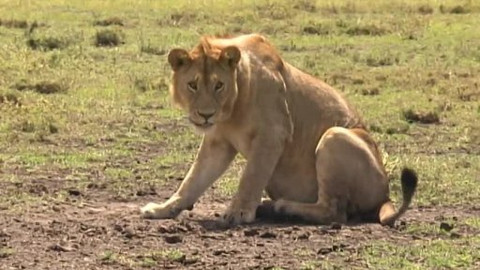 Světoběžky - Tanzánie - safari Serengeti