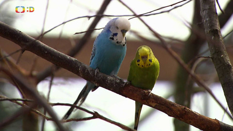Terčin zvířecí svět - 7. března