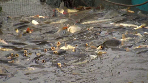 Nedej se! - Němý boj pod hladinou