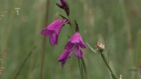Živé srdce Evropy - Mečík bahenní