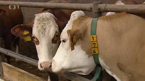 Náš venkov - Dědictví zemědělské velkovýroby