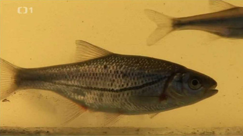 Živé srdce Evropy - Ouklejka pruhovaná