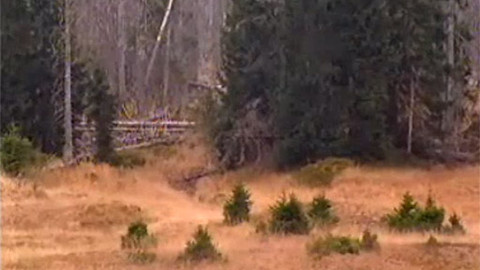 Nedej se! - Šumava II.