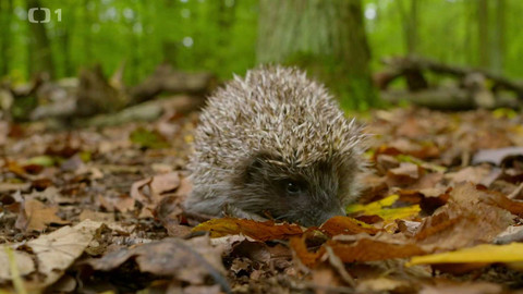 Polopatě - 27. října 2024