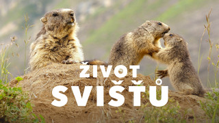 Život svišťů
