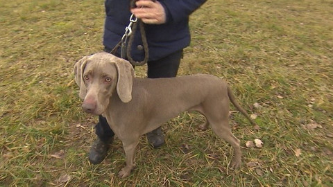 Chcete mě? - Chcete je?