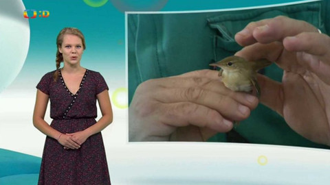 Zprávičky - 3. srpna 2017