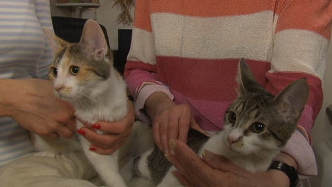 Chcete mě? - Chcete je?