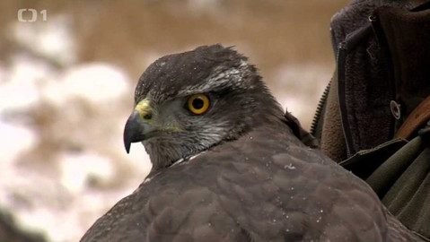 Gejzír - 22. února 2018