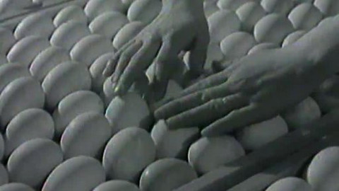 Archiv ČT24 - Fauna a flora