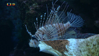 Terčin zvířecí svět