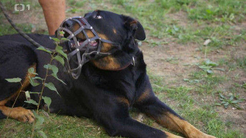 Kočka není pes - Žárlivá Jessie a hlídací Marjánka