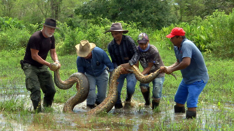 Anakonda – konec mýtu?