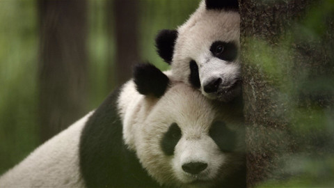 Klenoty čínské přírody - 2/3 Střední Čína - jedinečná příroda