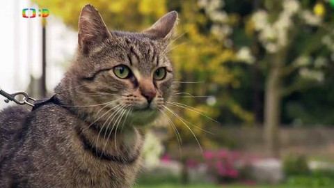 Kocour Mour poznává své příbuzné - Epizoda 6/8