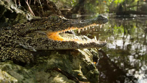 Život a smrt v ráji - 2/2 Krokodýlí odysea