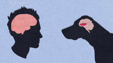 To je něco! - Proč mají psi tak skvělý čich?