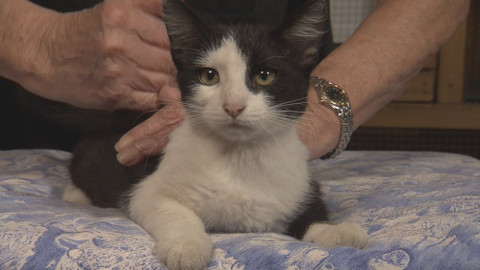 Chcete mě? - Chcete je?