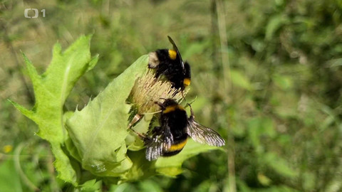 Co naše babičky uměly a na co my jsme zapomněli - Brundibár neboli čmelák