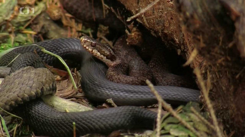 Živé srdce Evropy - Zmije obecná