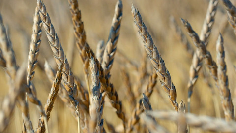 Herbář - 15. listopadu 2020