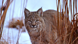 Narozeni ve Skalnatých horách