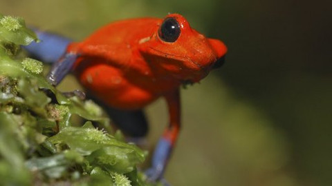 Hitparáda zvířecích zabijáků - 4/5 Deset nejjedovatějších tvorů