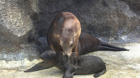 Příběhy zvířecích miminek - Epizoda 10/28