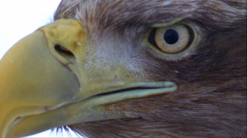 Tajemství divočiny V. - 12/13 Orel mořský