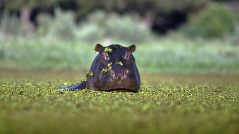 Přírodní mikrosvěty - Okavango