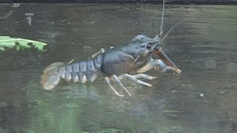 Živé srdce Evropy - Rak říční "modrý"