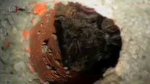 Živé srdce Evropy - Netopýr černý