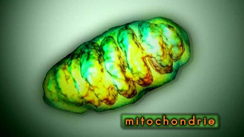 Popularis - 16. prosince 2004