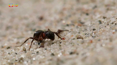 V divočině, tam to žije - Epizoda 13/40