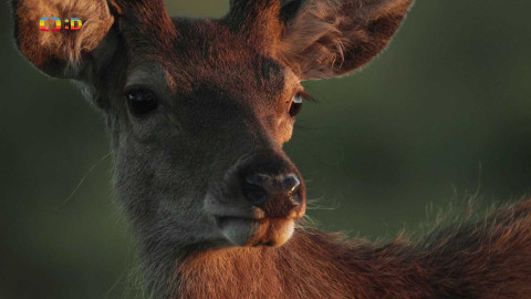 V divočině, tam to žije - Epizoda 18/40