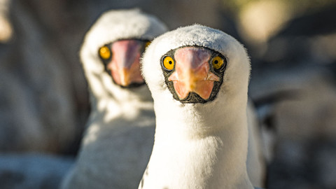 Poslední ráje na Zemi - Galapágy