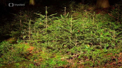 Kapka vody - Lesy ČR