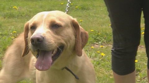 Chcete mě? - Chcete je?