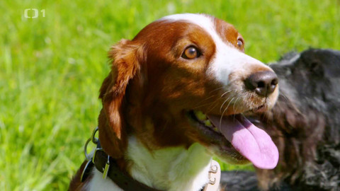 Polopatě - 28. dubna 2024