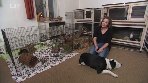 Nedej se! - Za lepší život zvířat, která jsme zvyklí jíst