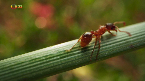 V divočině, tam to žije - Epizoda 32/40