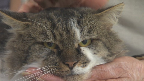 Chcete mě? - Chcete je?