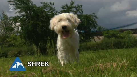 Chcete mě? - Chcete je?