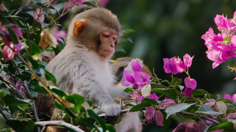 Klenoty čínské přírody - 3/3 Východní Čína - poslední útočiště