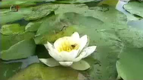 Živé srdce Evropy - Leknín bělostný